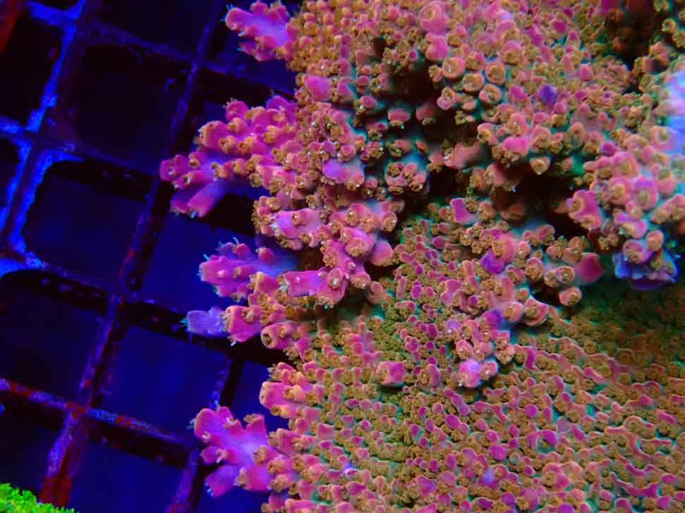 RAH Acropora Stained Glass macro