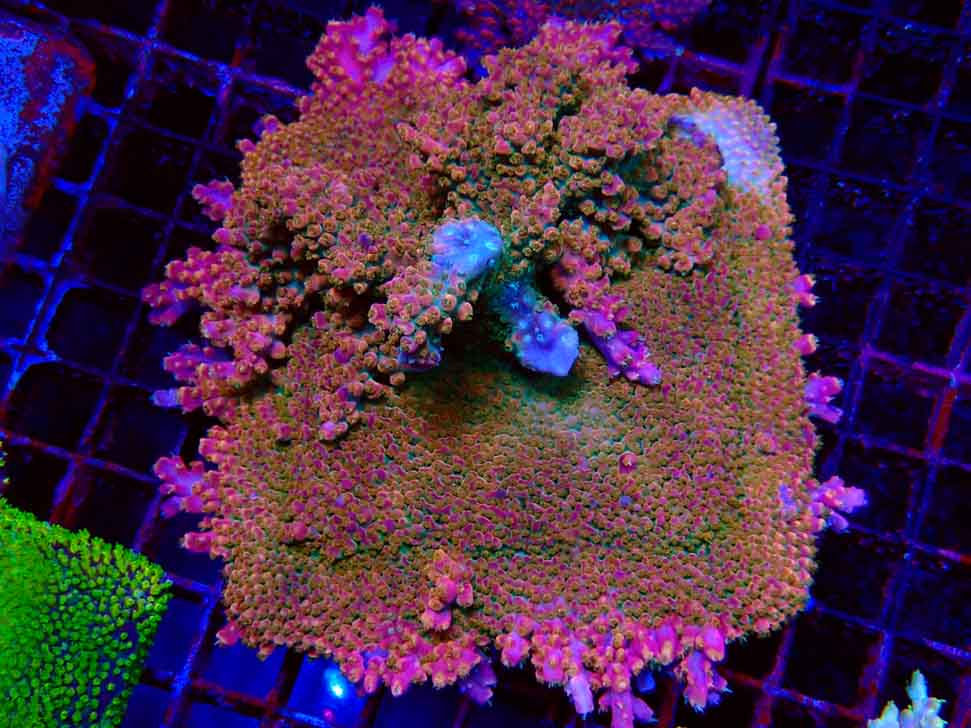 RAH Acropora Stained Glass