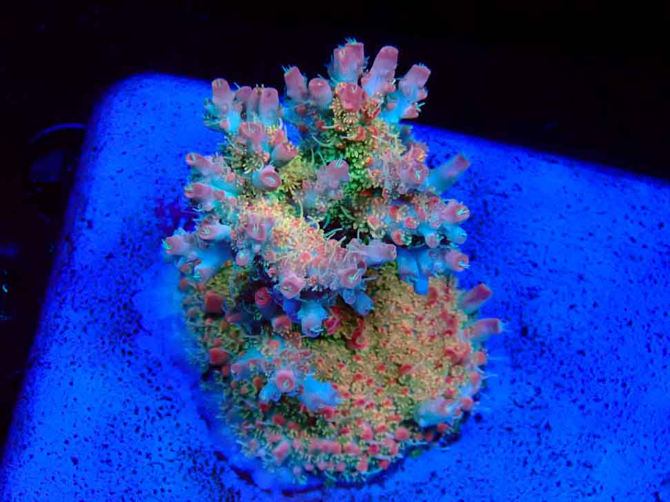 RAH Acropora Strawberry Ice