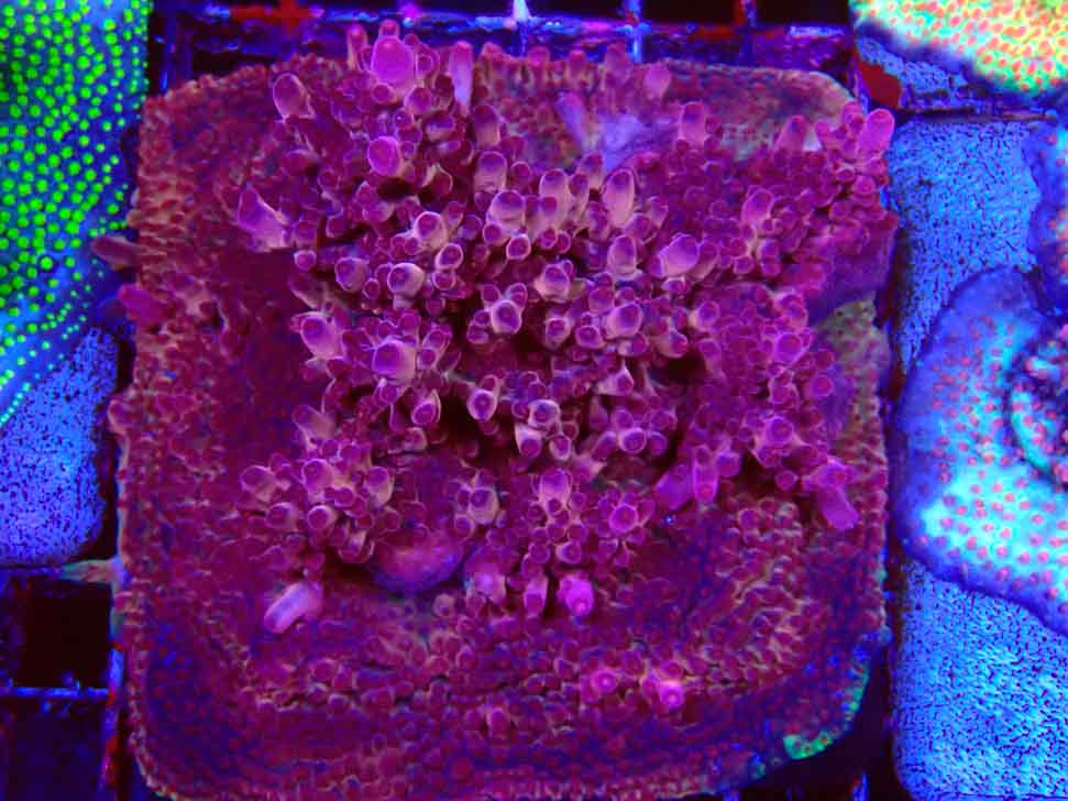RAH Acropora Sunset Boulevard