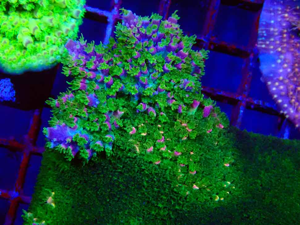 RAH Acropora abrotanoides Pink Tips