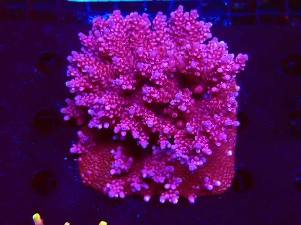 RAH Acropora ballerina