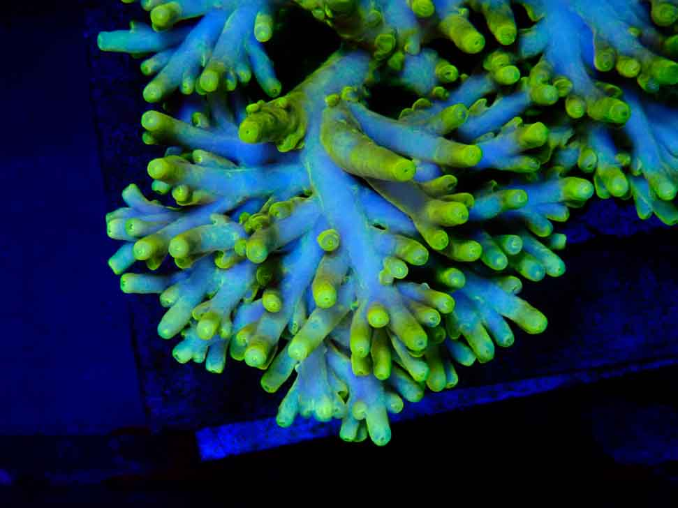 RAH Acropora caroliniana Banana