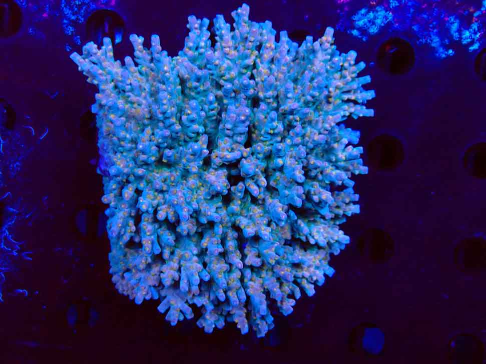 RAH Acropora donei Hot Shot