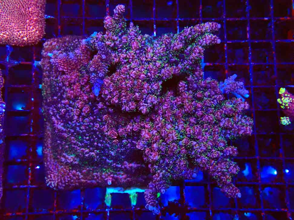 RAH Acropora hyacinthus fireworks