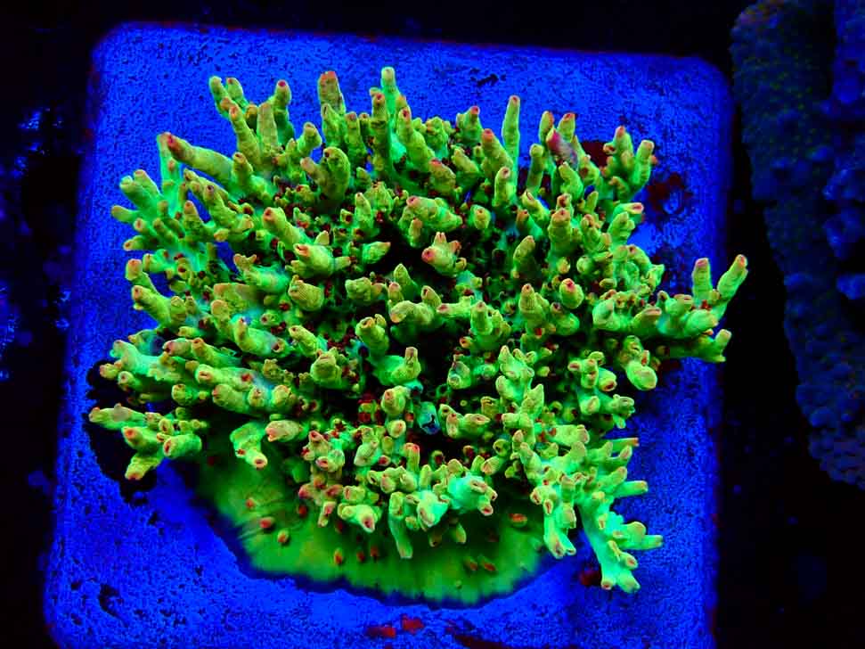 RAH Acropora microclados Cloudberry SC 2