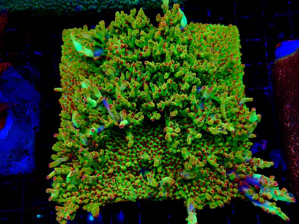 RAH Acropora microclados Cloudberry SC