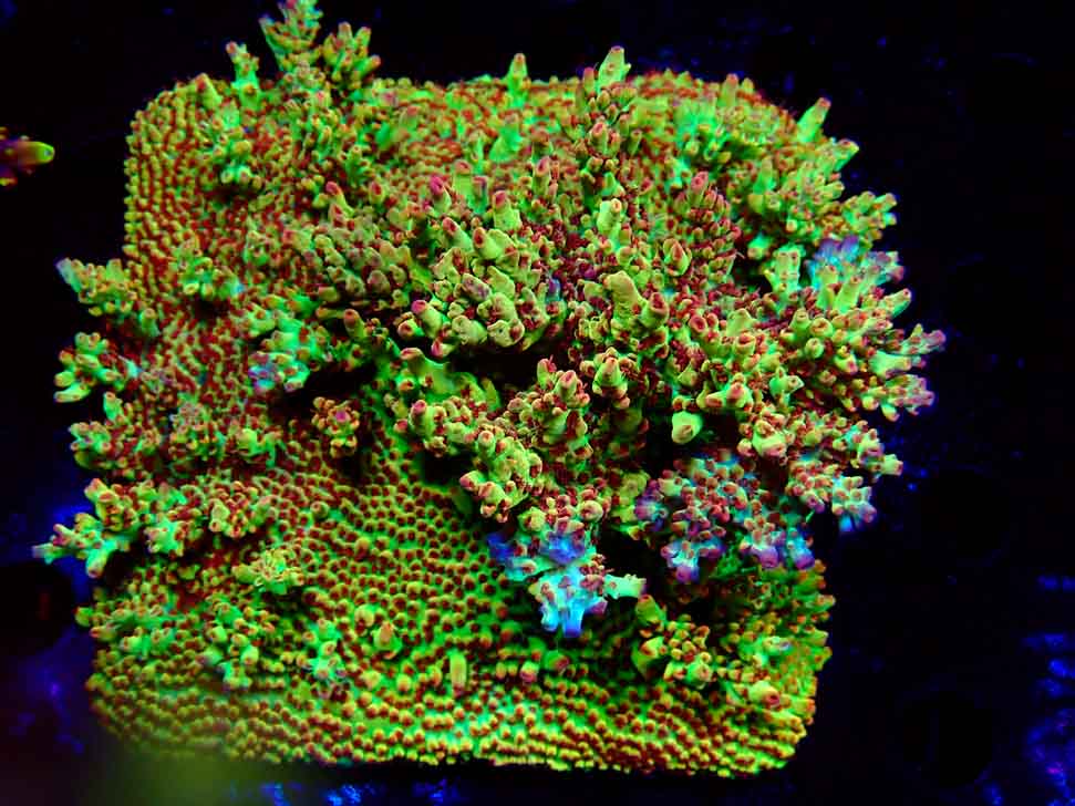 RAH Acropora microclados Strawberry Shortcake 2