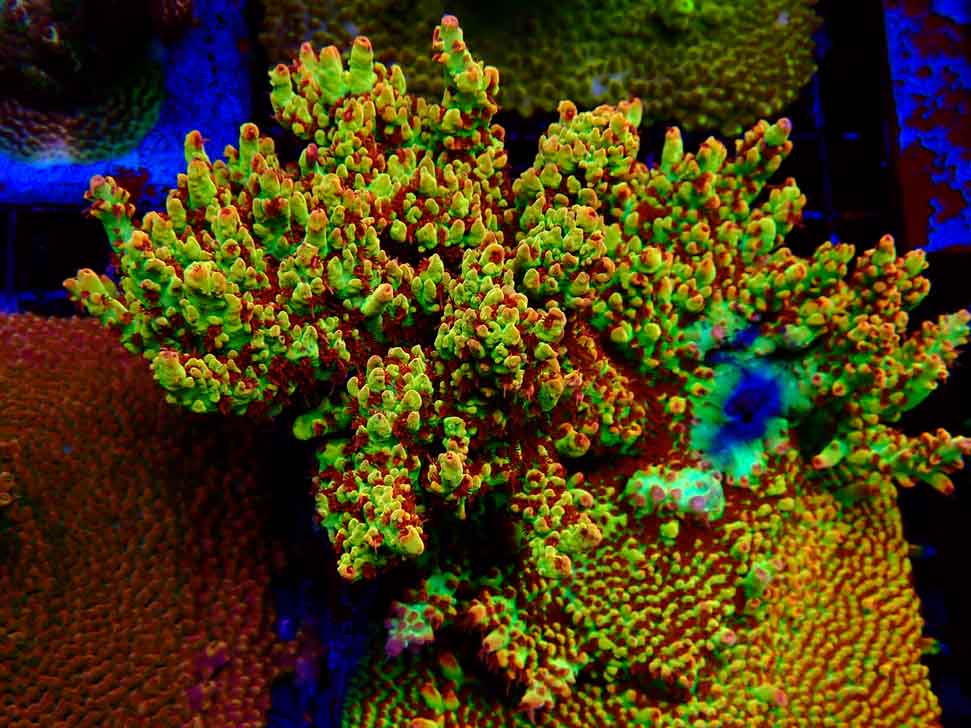 RAH Acropora microclados Strawberry Shortcake 3