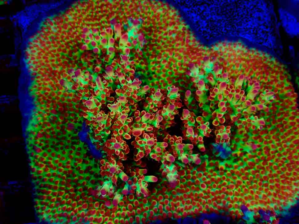 RAH Acropora microclados Strawberry Shortcake