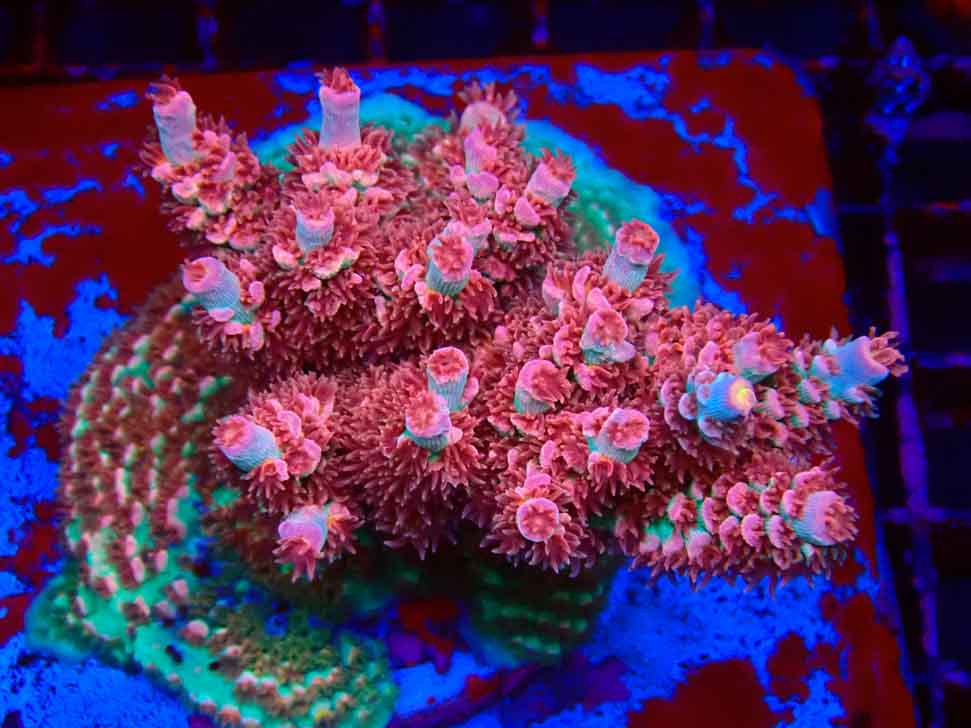 RAH Acropora tenuis Chili Mint