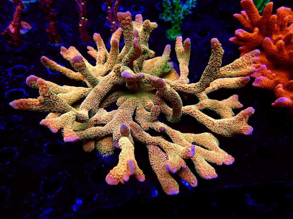 RAH Montipora Silly Salmon