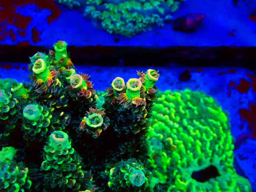 RR Acropora tenuis Bananarama macro