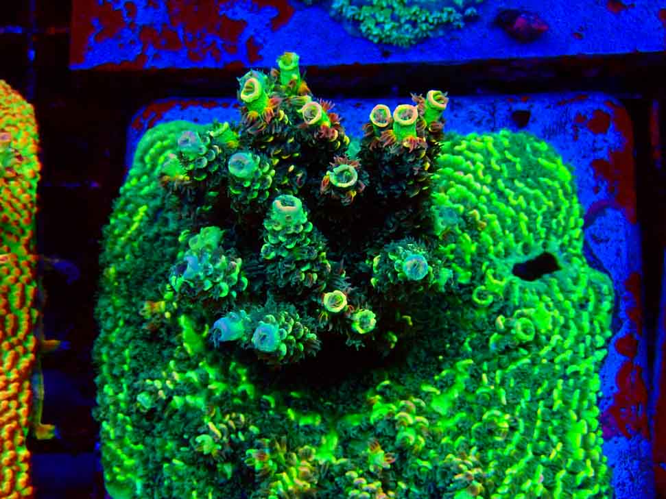 RR Acropora tenuis Bananarama