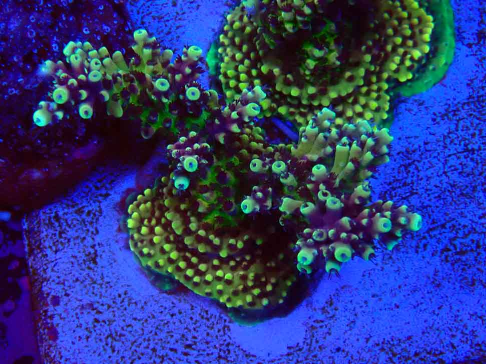 RRC Acropora Pink cadillac