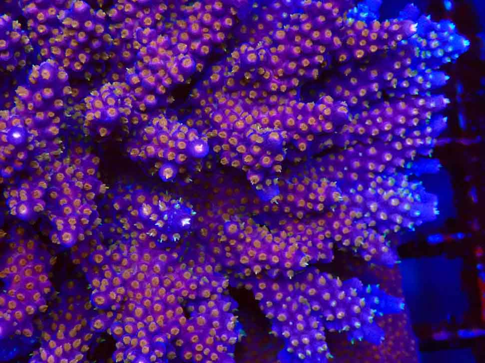 WC Acropora donei Merlin's Staff macro