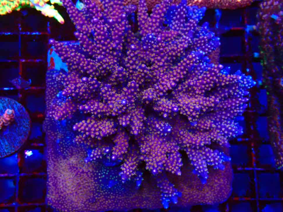 WC Acropora donei Merlin's Staff