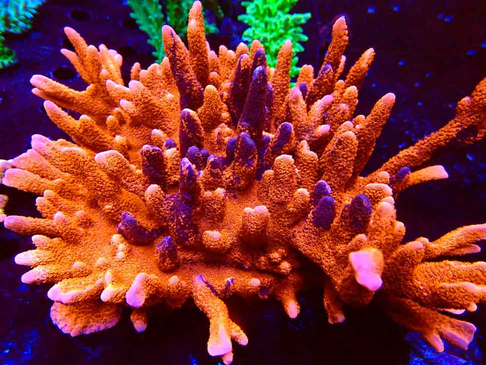 WC Montipora Digitata Zebra Grafted