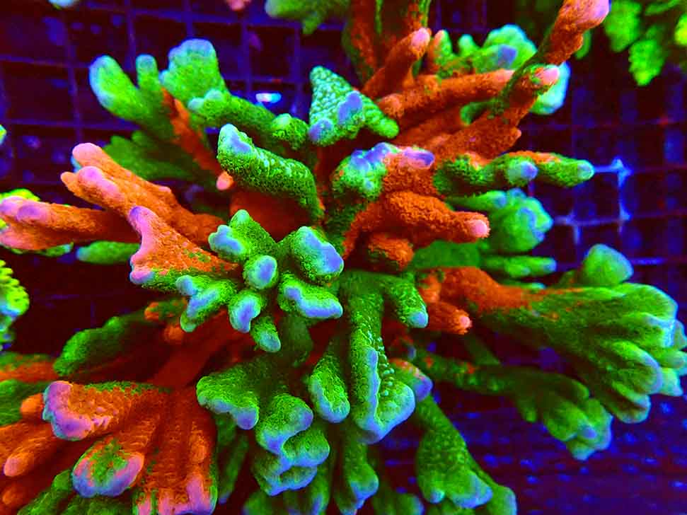 WWC Montipora Contraband Digitata