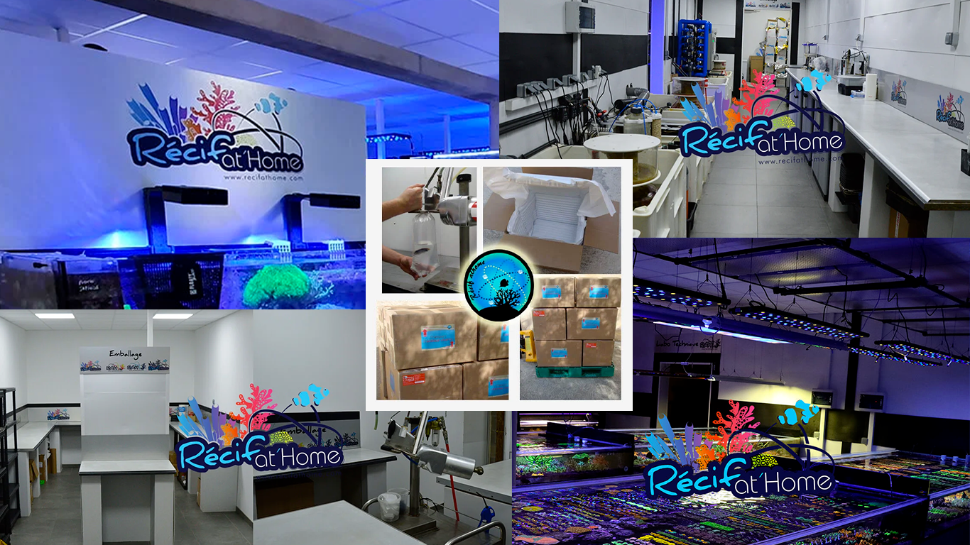 Packaging and shipping process