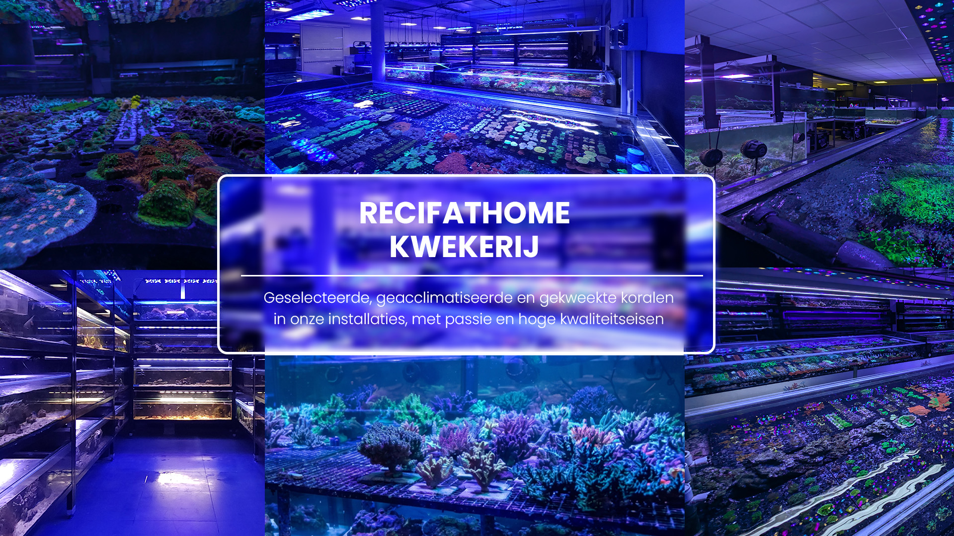 Récif At Home